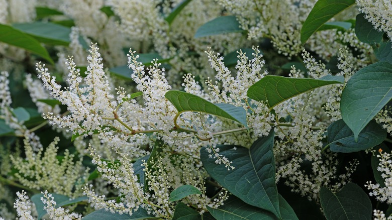 white blooms with dark leaves