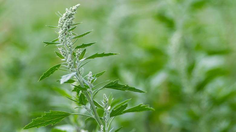 lamb's quarters weed growing tall