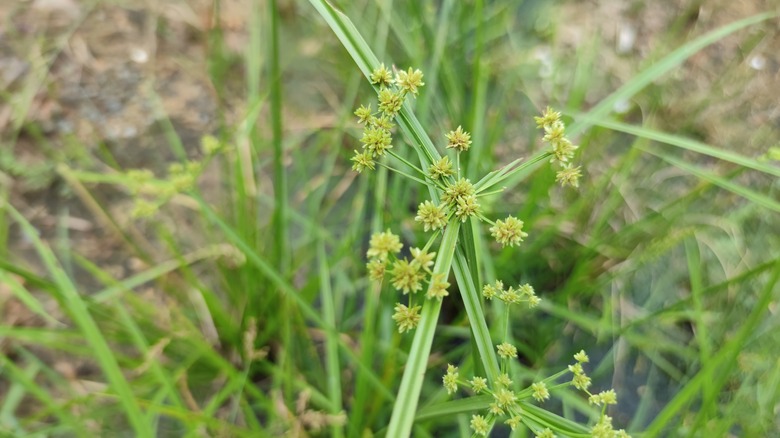 yellow and green nutsedge weed