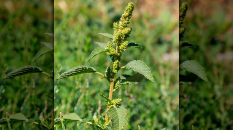 pigweed growing in field