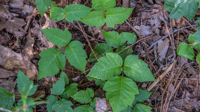 poison ivy in dried leaves