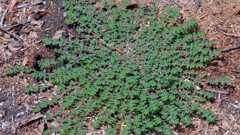 flat weed with small leaves