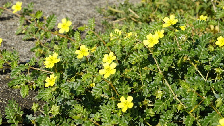 yellow flowers on puncturevine weed