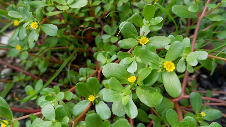 small yellow flowers on weed