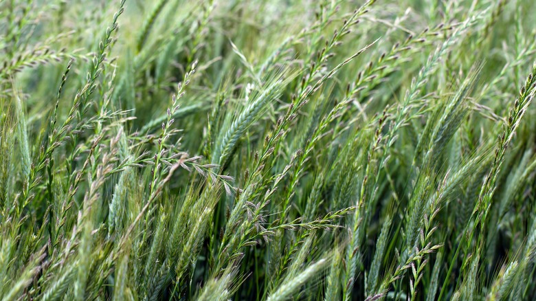 wheat-looking weed in field