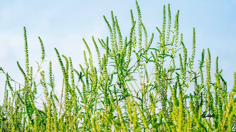 tall yellow ragweed stalks