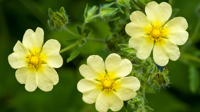 light yellow blooms on weed