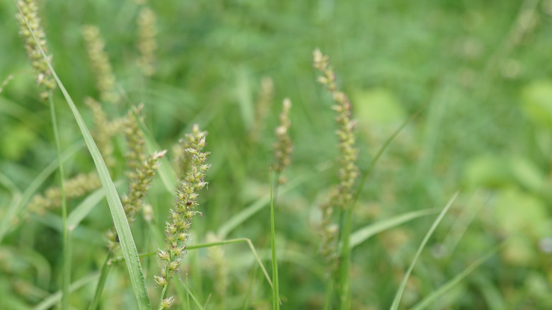 light green weed with burs