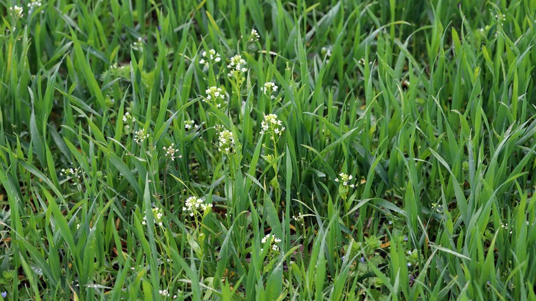 shepherd's purse growing in grass