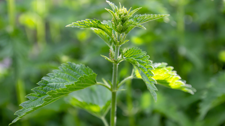 jagged leaves on weed