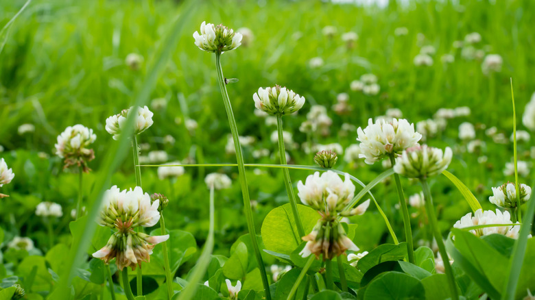 white blooms with clovers