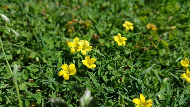 small yellow blooms on weed