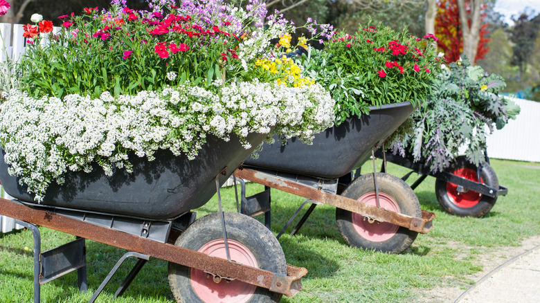 Wheelbarrows of flowers