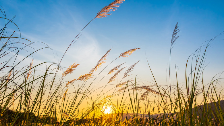 Grass blowing in the wind