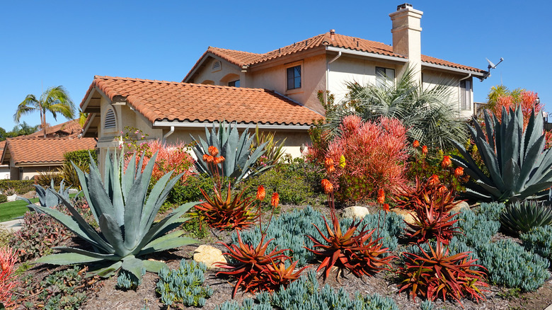 Variety of succulents in yard