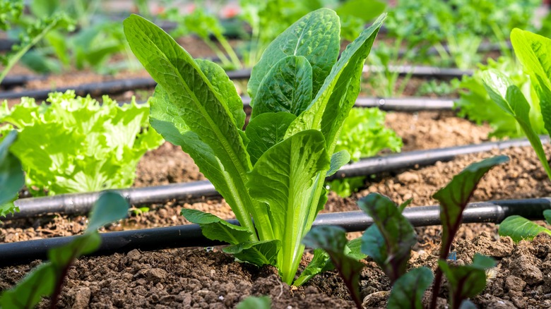 Drip irrigation system in garden