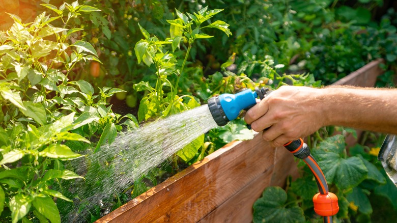 Person watering flower bed