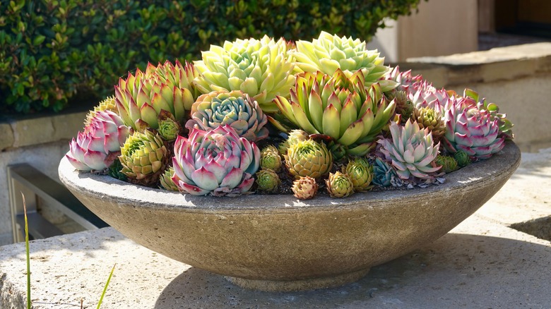 Colorful succulents in large bowl