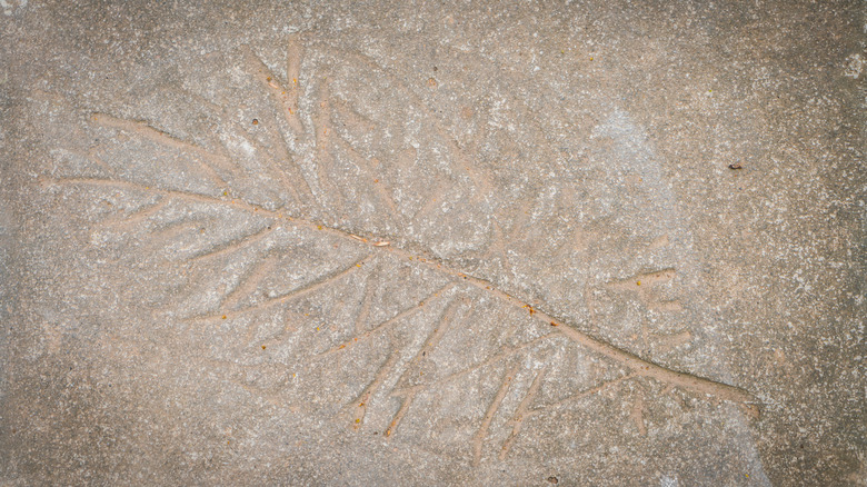 leaf-imprinted concrete pavement