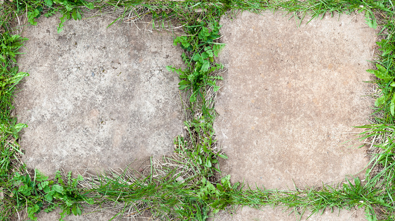 moss surrounding patio pavers