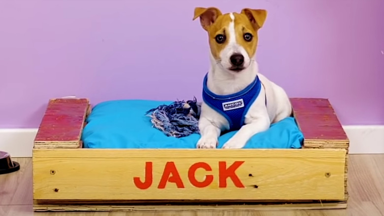 Wood pallet dog bed