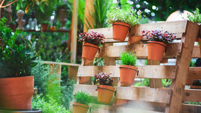 Plants on a wood pallet