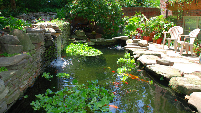 koi pond with plants