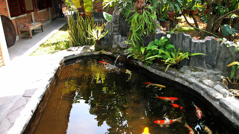 cement pond with koi