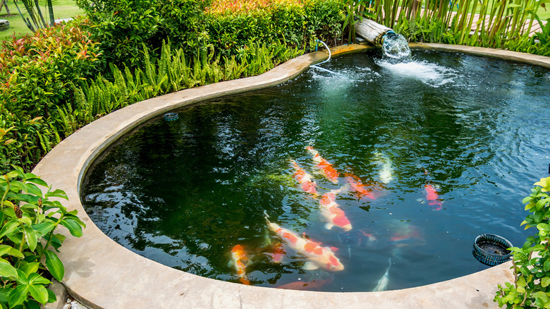 pond with fish and plants
