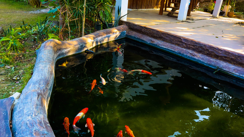 pond with one large log