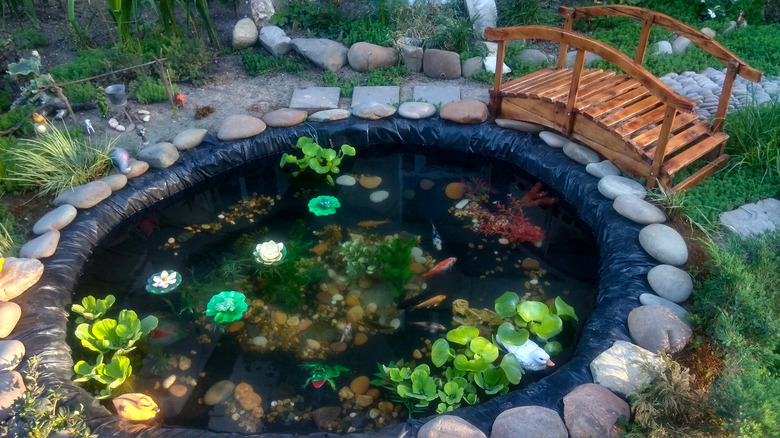 pond with plants and fish