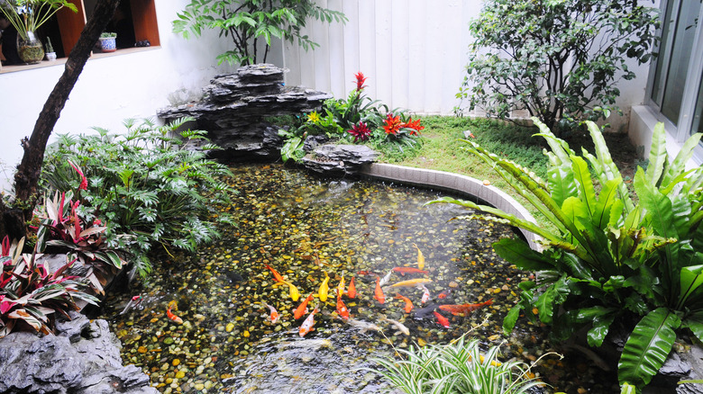 koi pond with pebbles