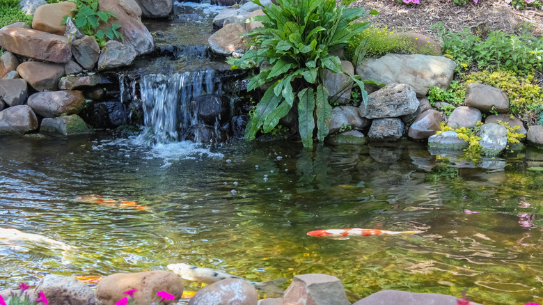 koi pond with round rocks