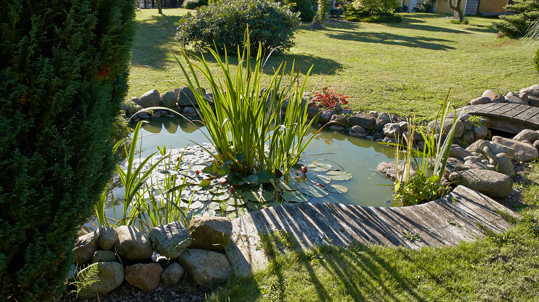 pond with tall grass