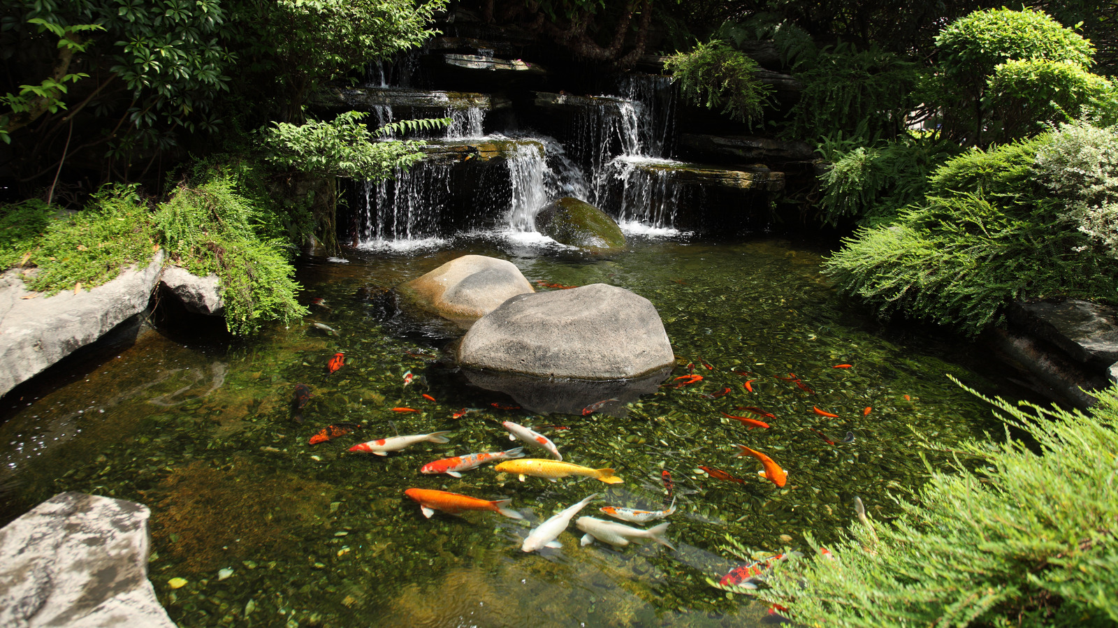 modern koi fish pond