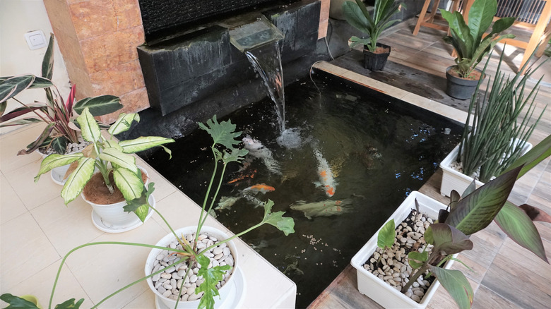 small pond with fish