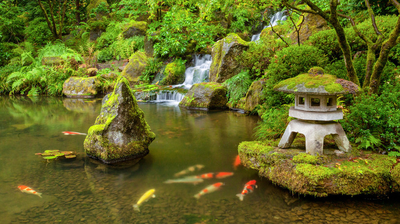 moss around a koi pond