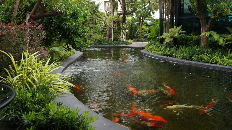 large koi pond with plants