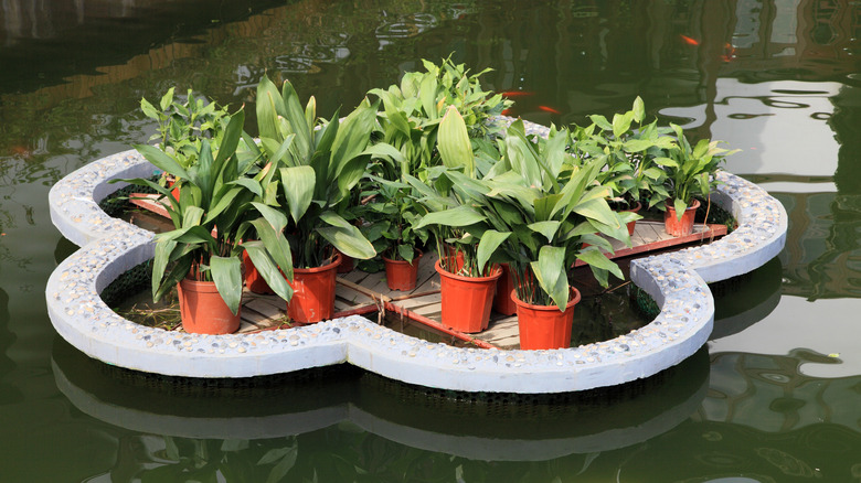 potted plants in a pond