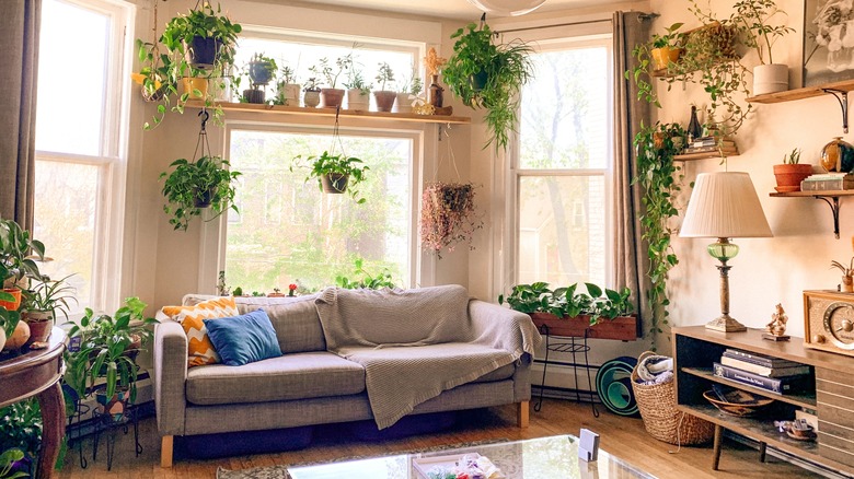 Plant filled living room