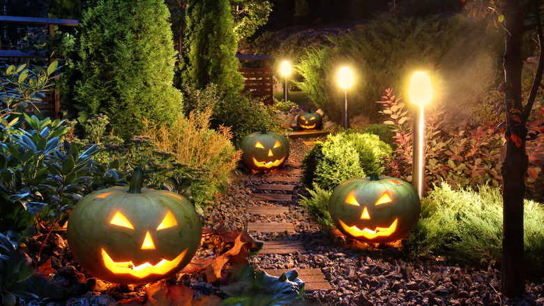 jack-o'-lanterns on path