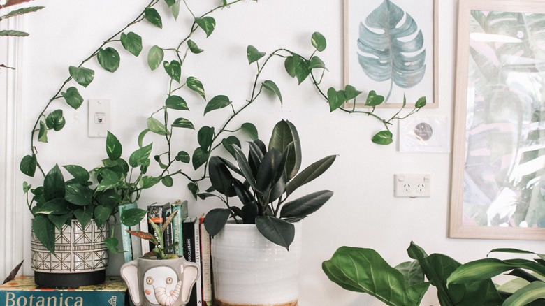 Monstera leaf prints