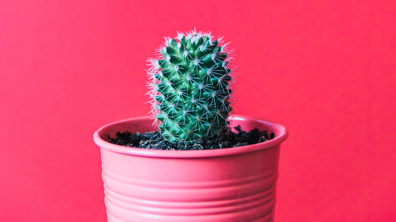 cactus on pink wall