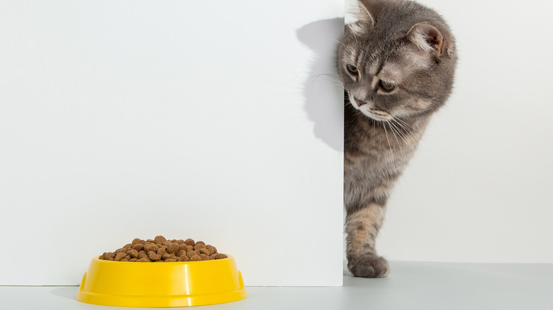 cat looking at food bowl