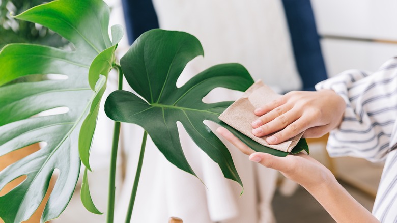 person dusting off large leaf