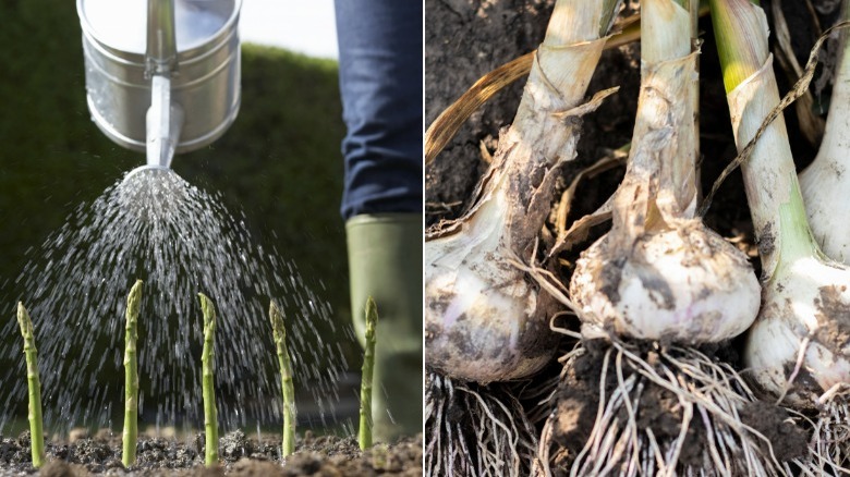 Asparagus being watered and garlic