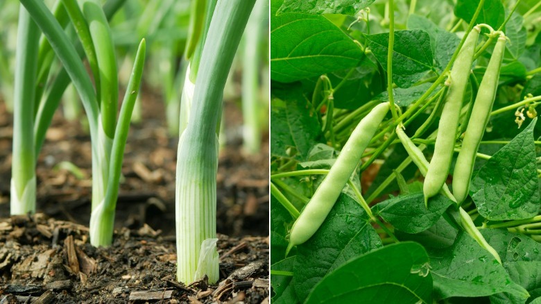 Onion stalks and bean plant