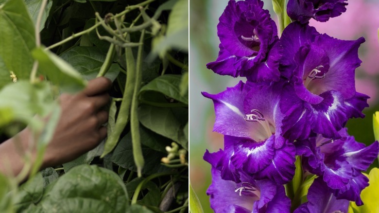 Picking bean plant and Gladiolus 