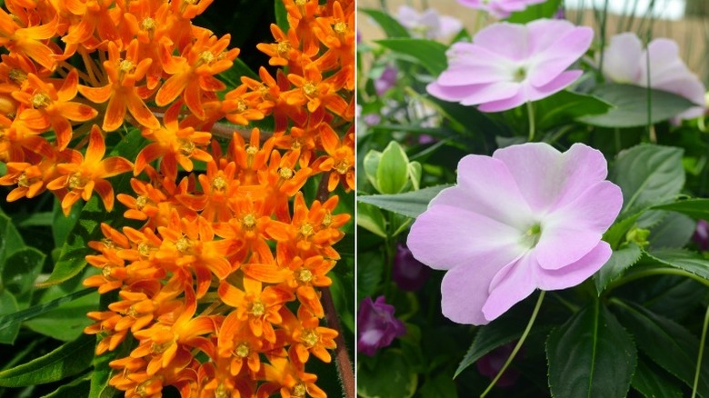 Orange butterfly weed and impatiens