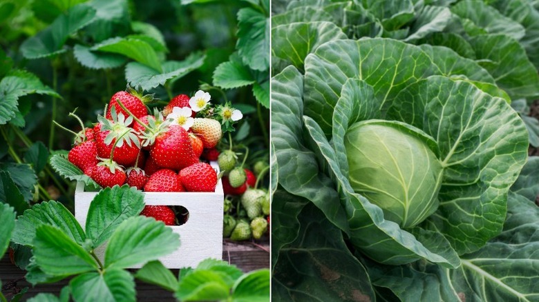 Fresh strawberries and cabbage 